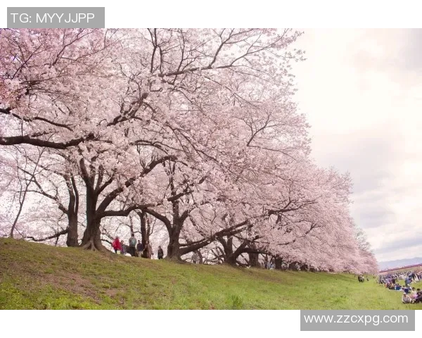 大阪樱花与金泽的精彩对决直播全程回顾与赛后分析 大阪樱花与金泽的精彩对决直播全程回顾与赛后分析