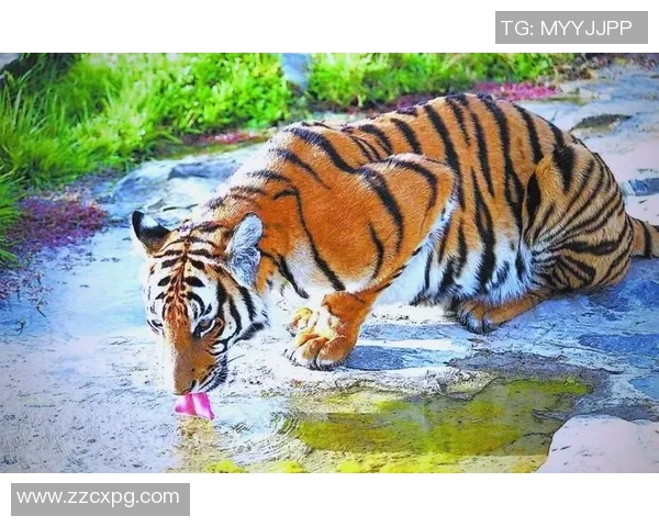 巴林虎与华南虎的生存之争探秘与保护现状分析 巴林虎与华南虎的生存之争探秘与保护现状分析